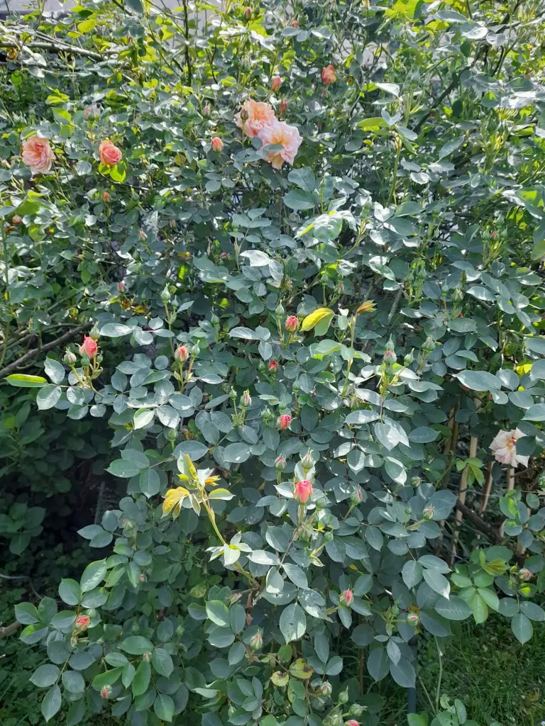 Andachtsbild von Heike und Tucker