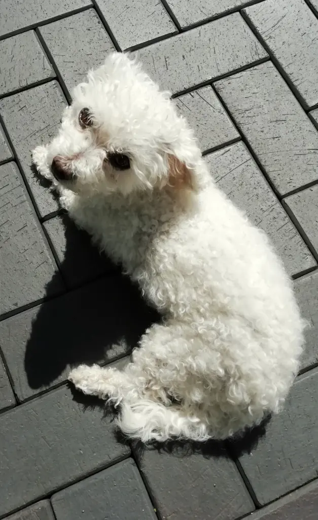 Andachtsbild von Snowy ❤️