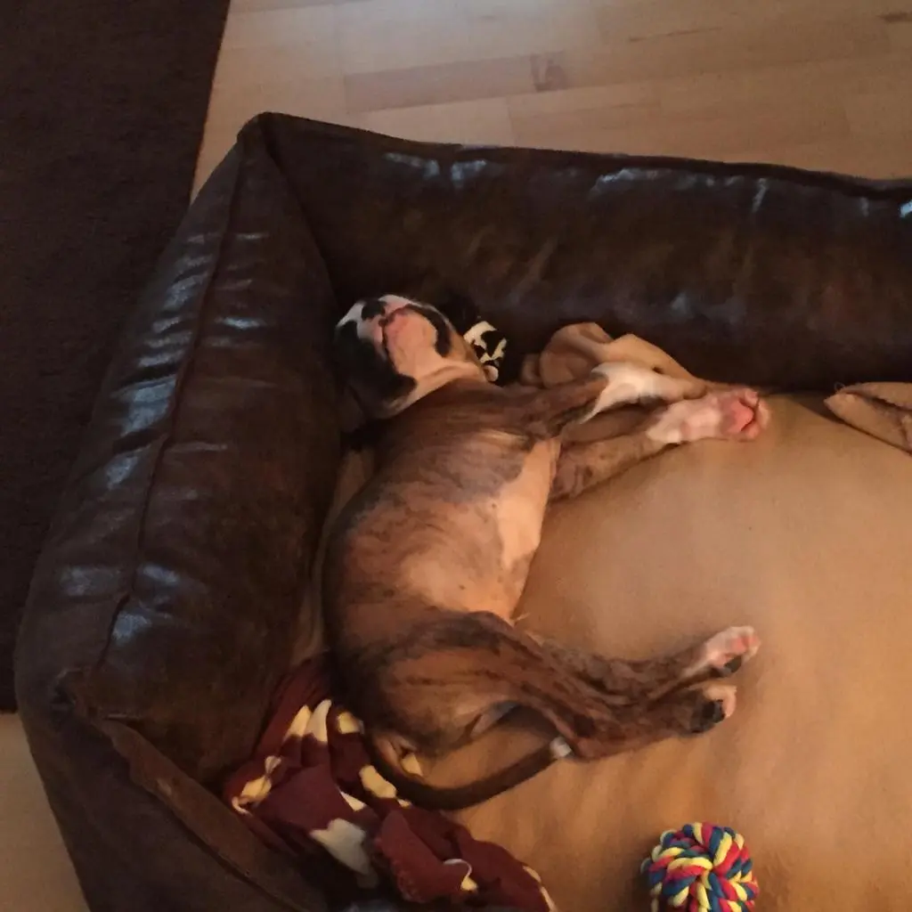 Andachtsbild von Karina und Jörg mit Floyd im ❤ 