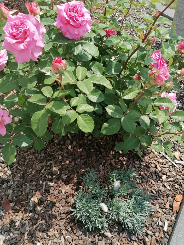 Andachtsbild von ❤️