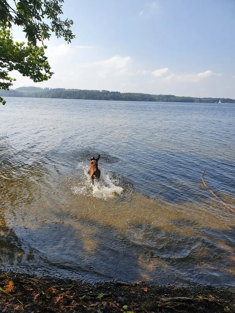 Andachtsbild von Karina und Jörg mit Floyd im ❤ 