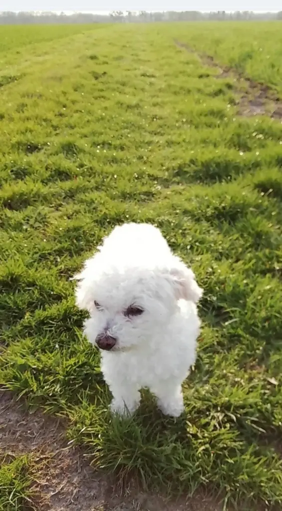 Andachtsbild von Snowy ❤️für Floyd ♥️