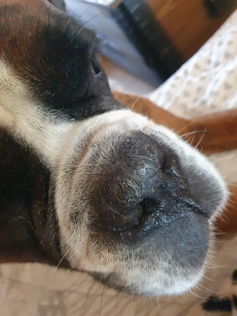 Andachtsbild von Karina und Jörg mit Floyd im ❤ 