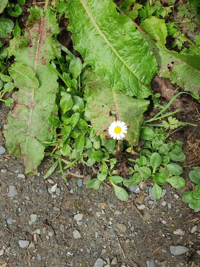 Andachtsbild von Karina und Jörg mit Floyd im ❤ 