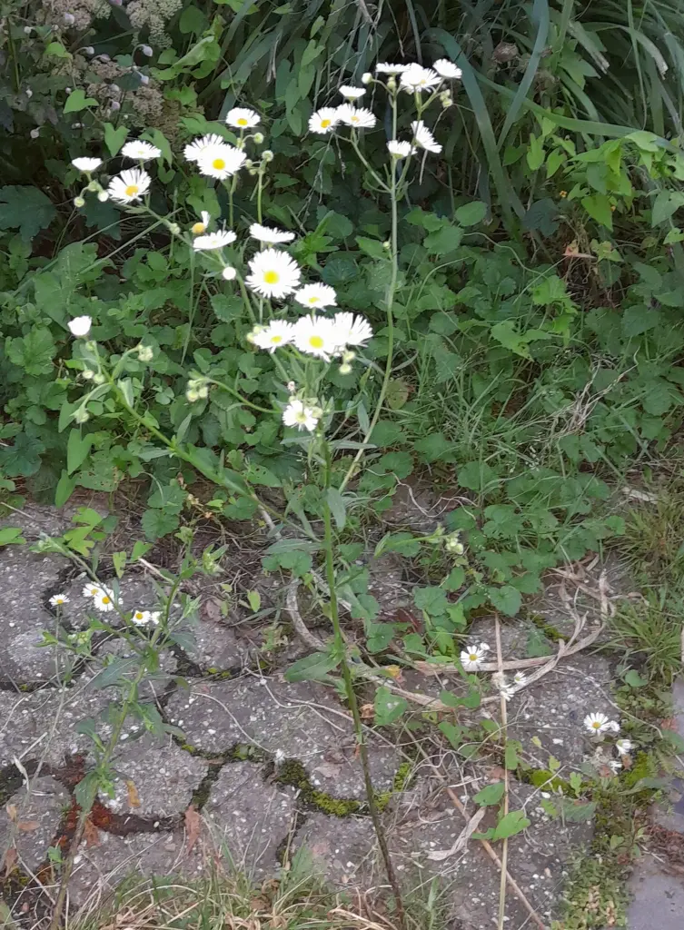 Andachtsbild von Heike und Tucker