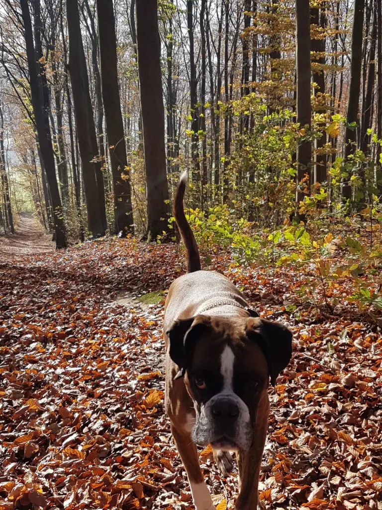 Andachtsbild von Karina und Jörg mit Floyd im ❤ 