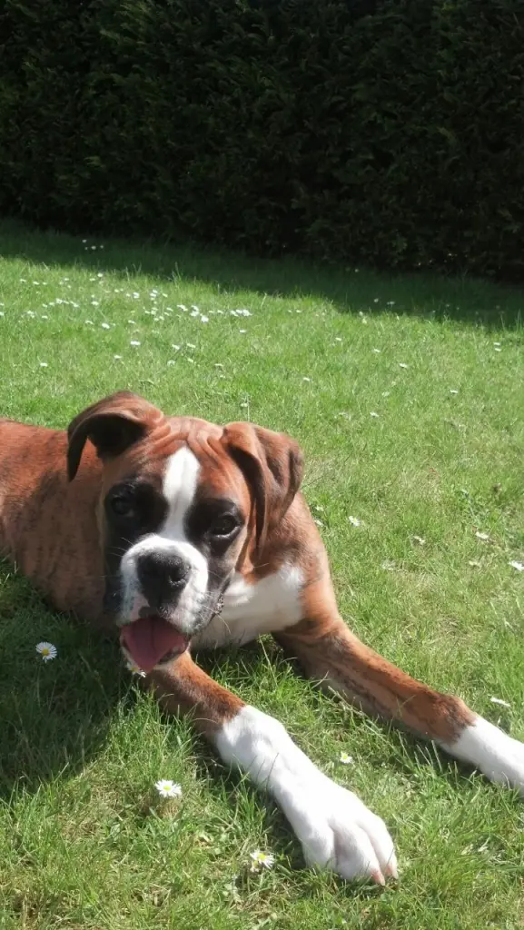 Andachtsbild von Karina und Jörg mit Floyd im ❤ 