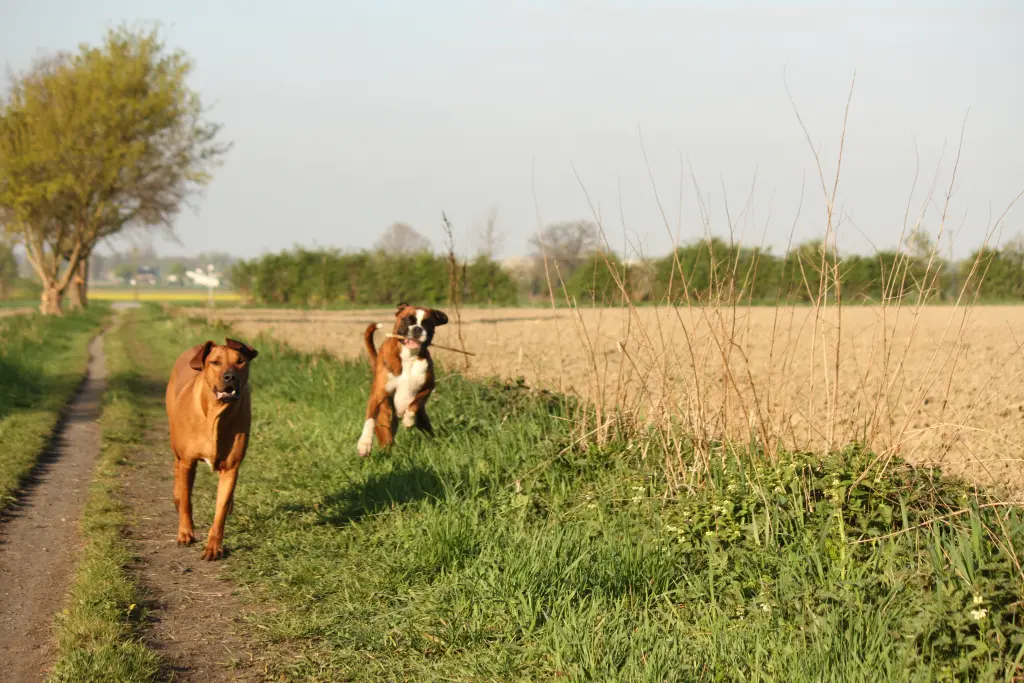 Andachtsbild von Karina und Jörg mit Floyd im ❤ 