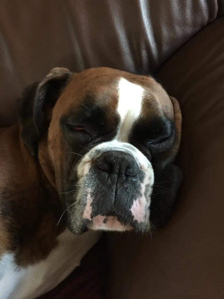 Andachtsbild von Karina und Jörg mit Floyd im ❤ 