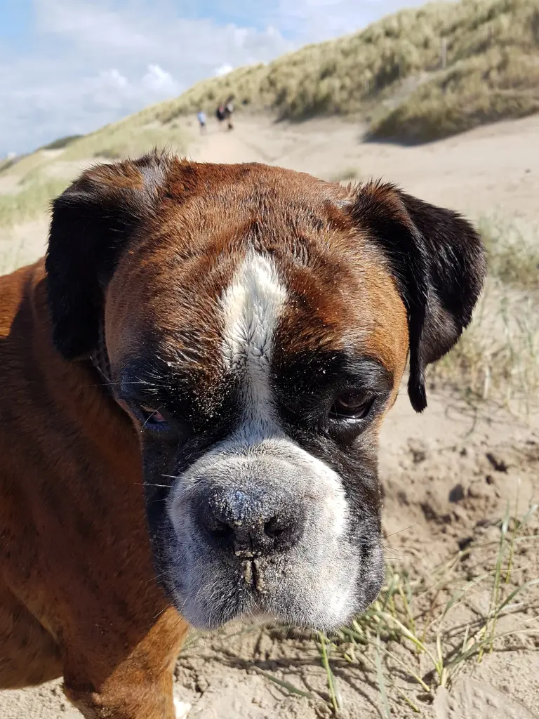 Andachtsbild von Karina und Jörg mit Floyd im ❤ 
