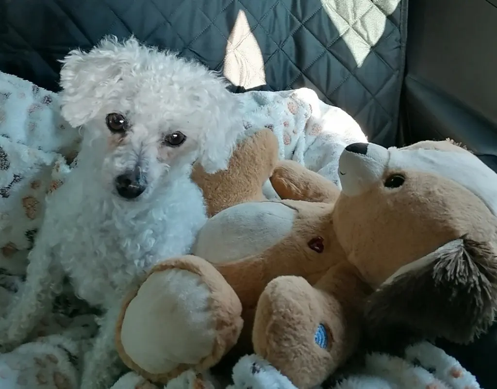 Andachtsbild von Snowy ❤️