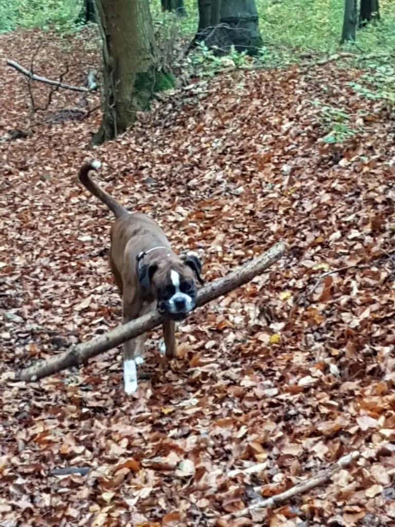 Andachtsbild von Karina und Jörg mit Floyd im ❤ 