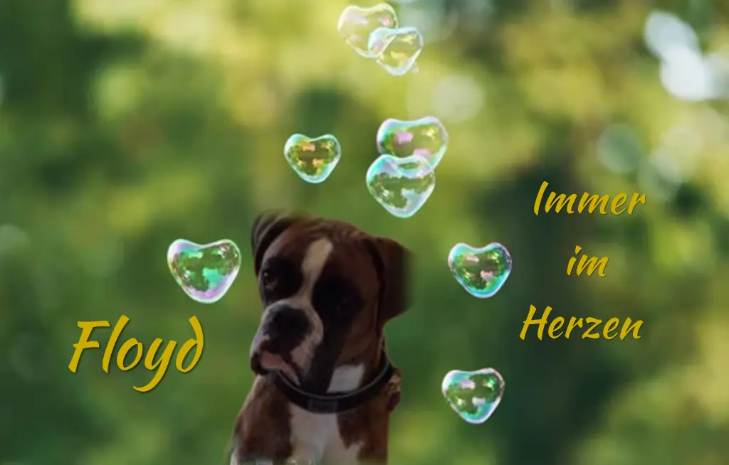 Andachtsbild von Snowy ❤️