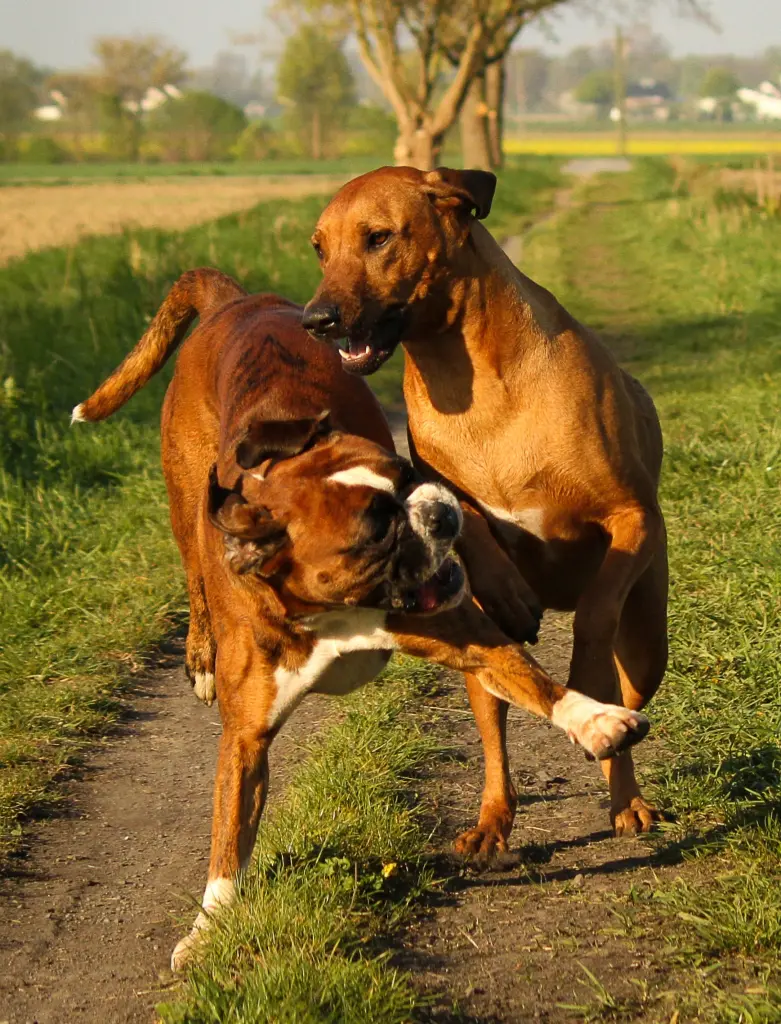 Andachtsbild von Karina und Jörg mit Floyd im ❤ 