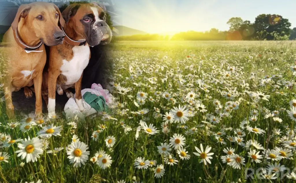 Andachtsbild von Gaby mit Snowy 