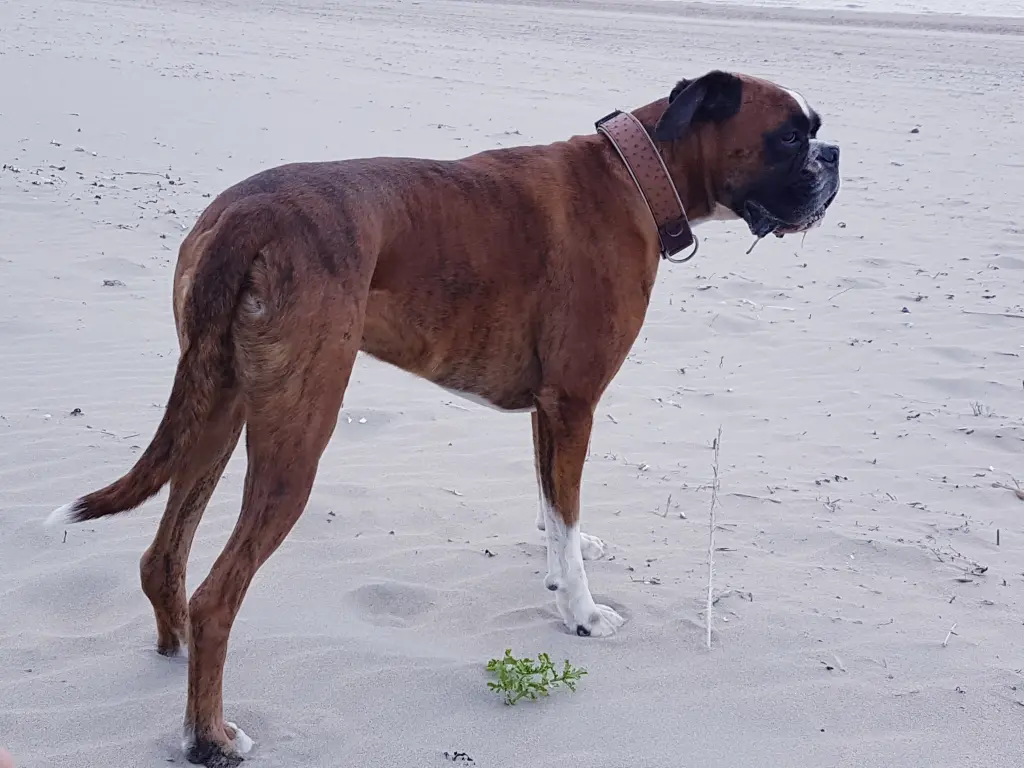 Andachtsbild von Karina und Jörg mit Floyd im ❤ 