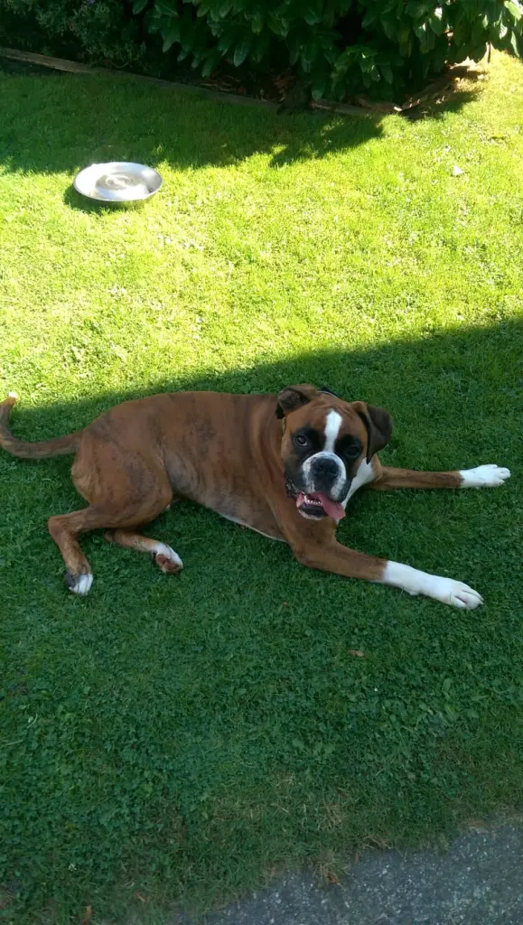 Andachtsbild von Karina und Jörg mit Floyd im ❤ 