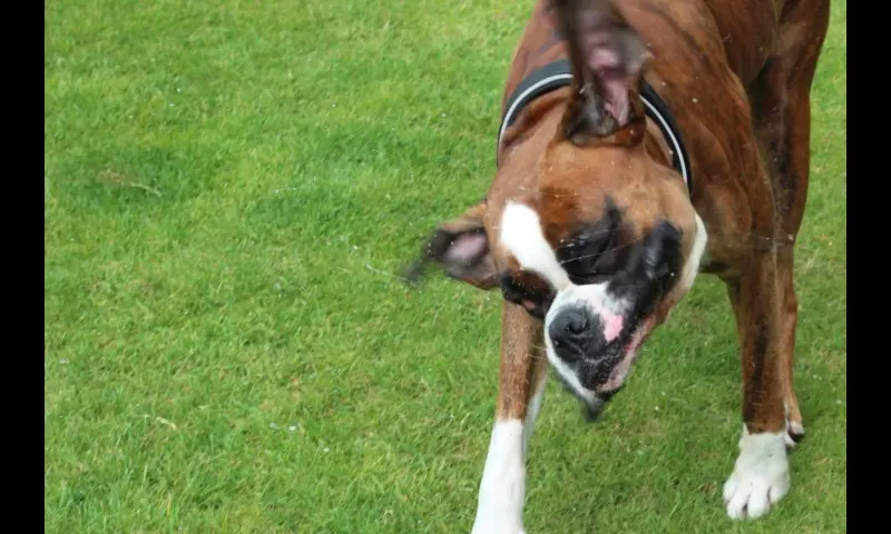 Andachtsbild von Karina und Jörg mit Floyd im ❤ 