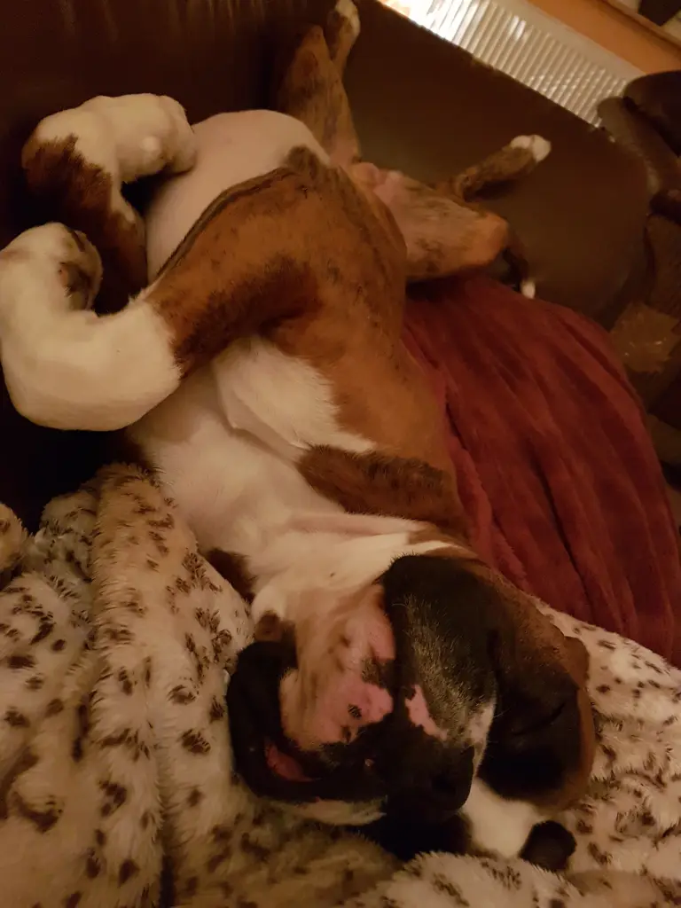 Andachtsbild von Karina und Jörg mit Floyd im ❤ 