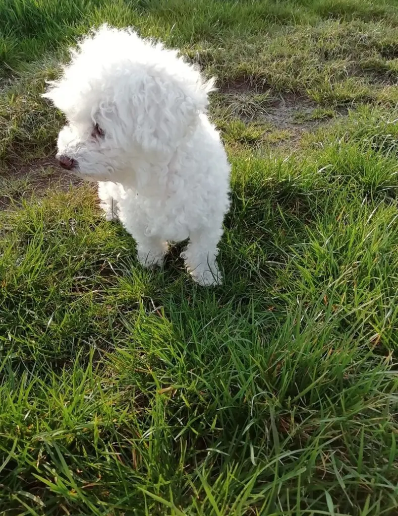 Andachtsbild von Snowy ♡