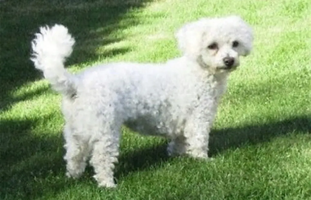 Andachtsbild von ♡