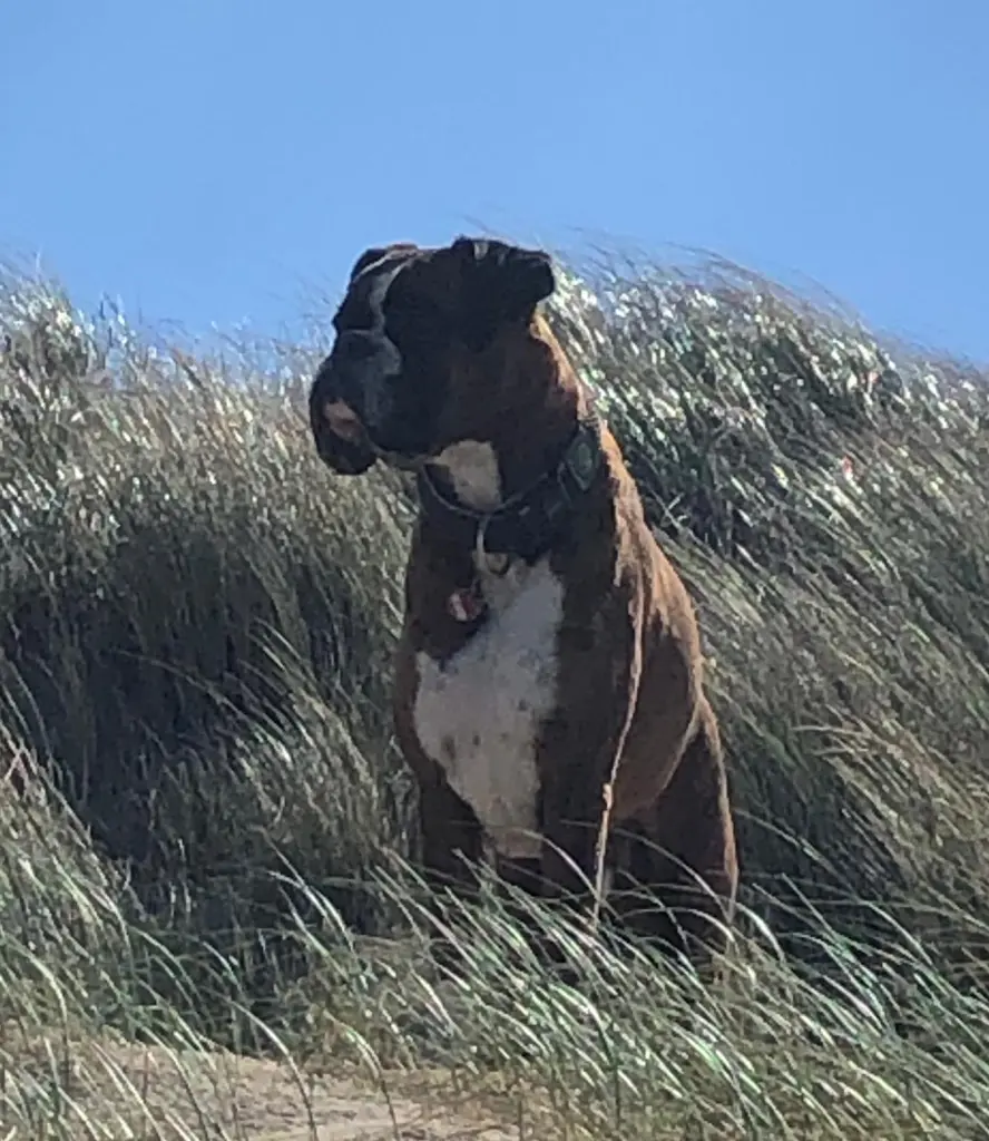 Andachtsbild von Karina und Jörg mit Floyd im ❤ 