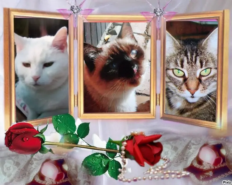 Condolence image of Jeannette mit Sisi und Lissy im ❤️