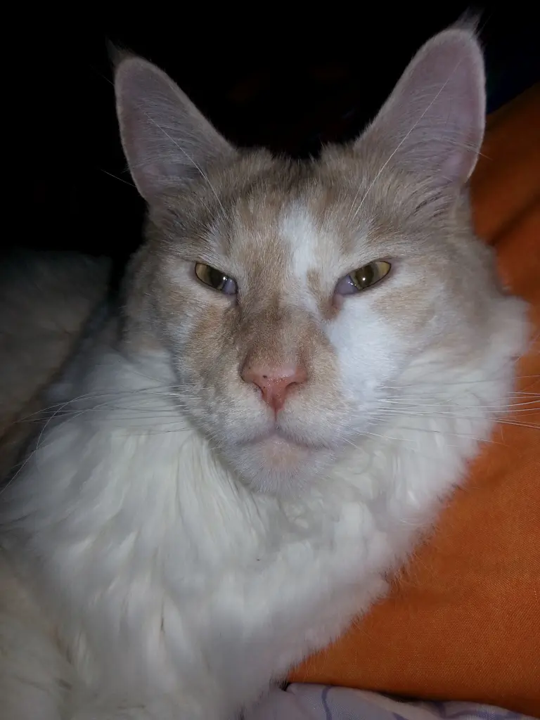 Image from Whisky