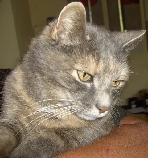 Bild von Ruby