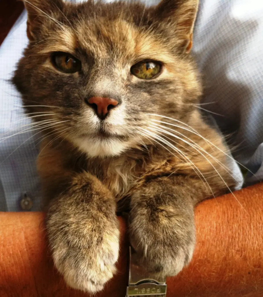 Bild von Ruby