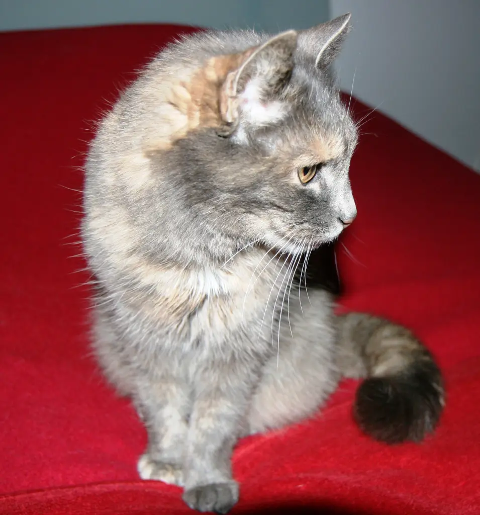 Bild von Ruby