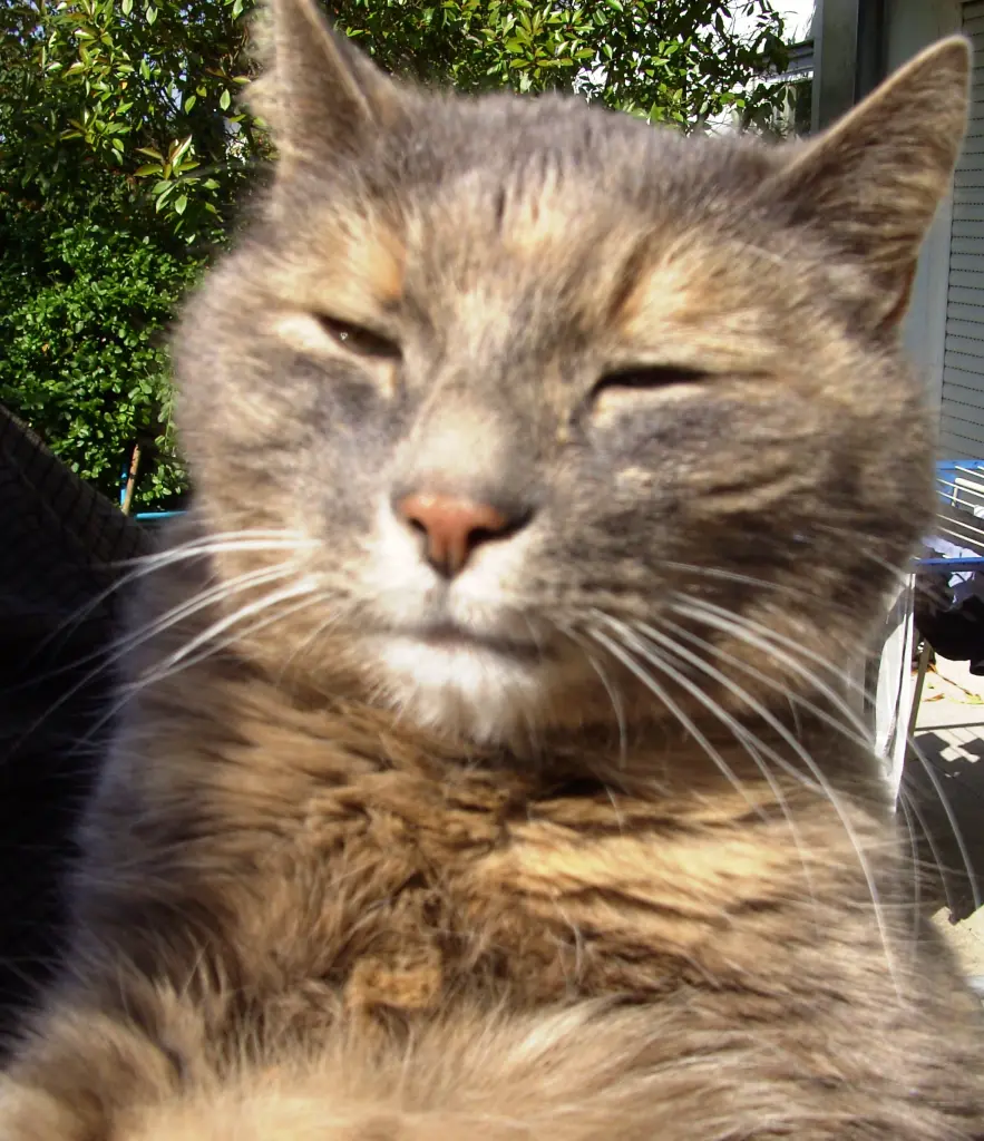 Bild von Ruby
