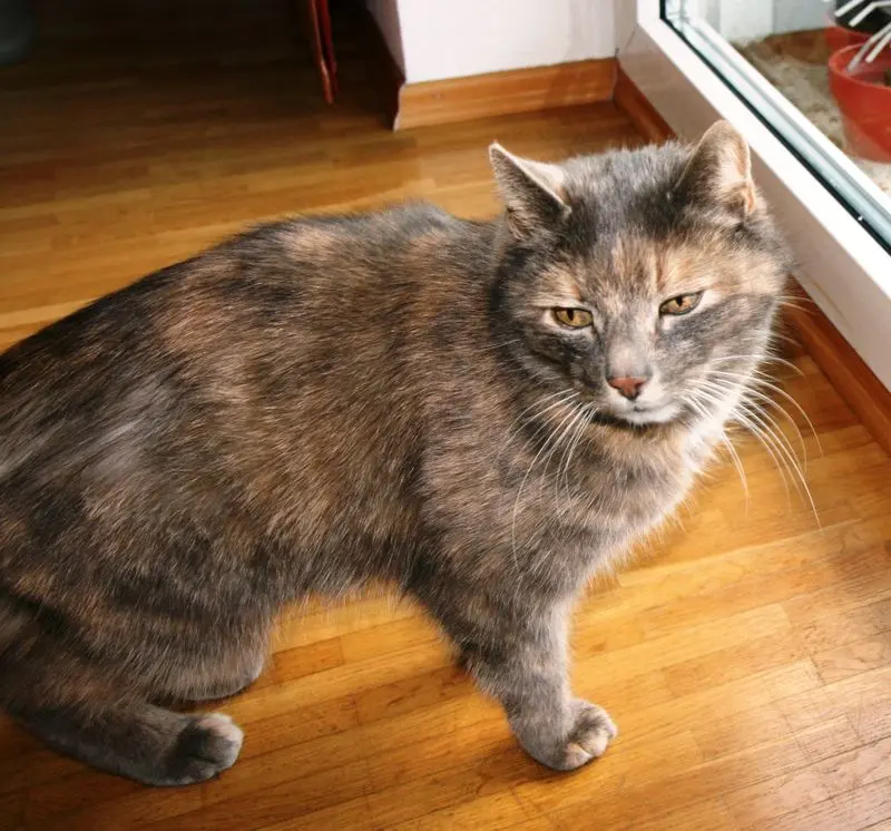 Bild von Ruby