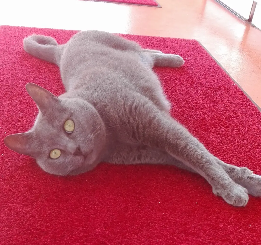 Image from Tilda