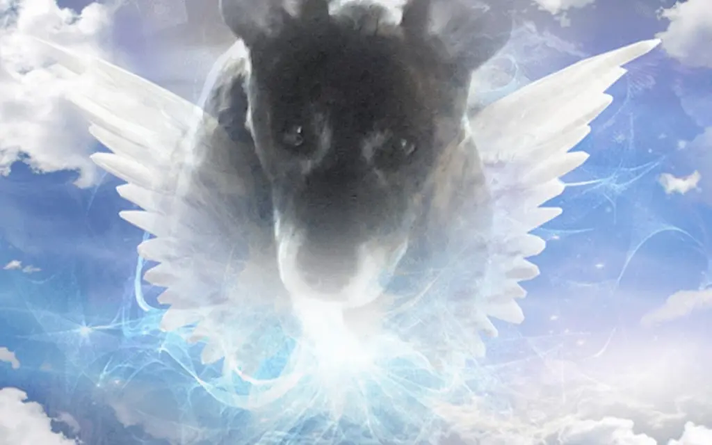 Image from Callas