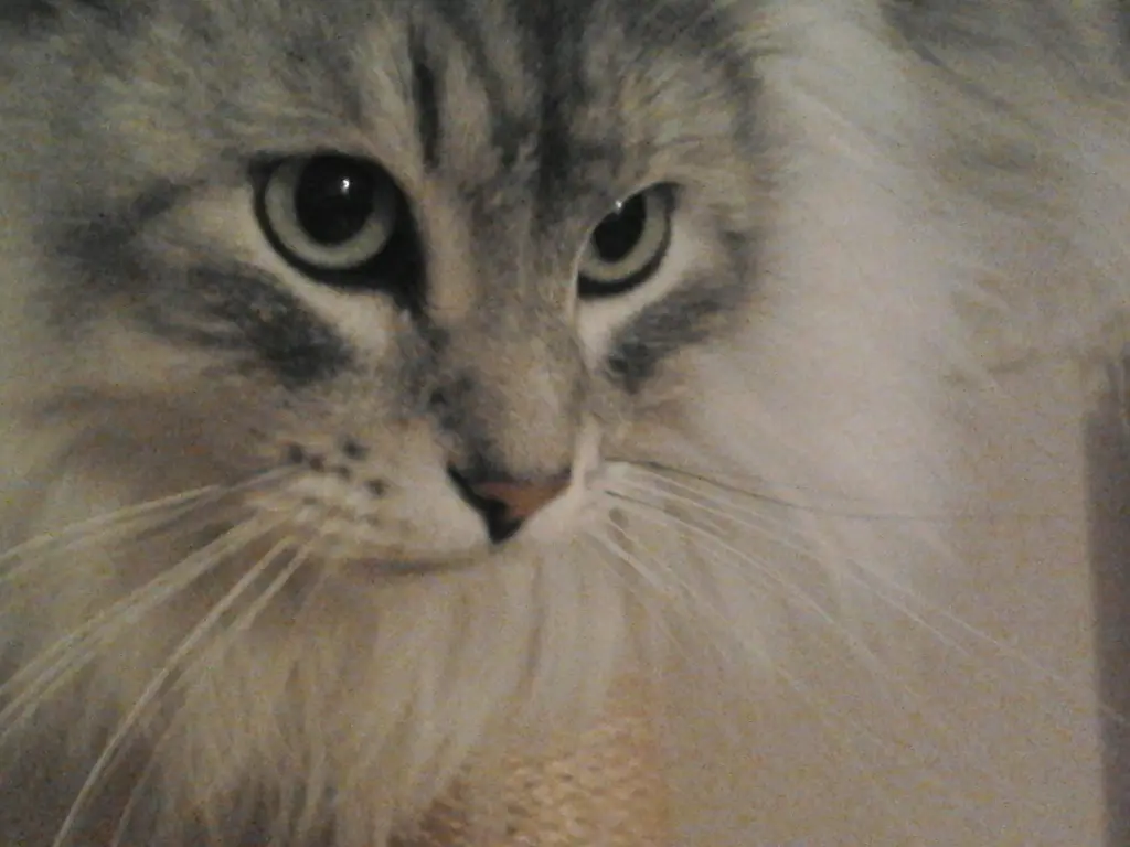 Image from Taavi
