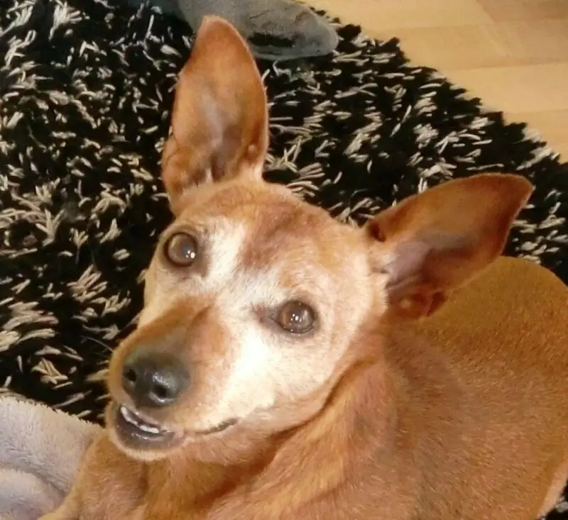Condolence image of Jutta mit Purzel tief im Herzen✟08.05.2016