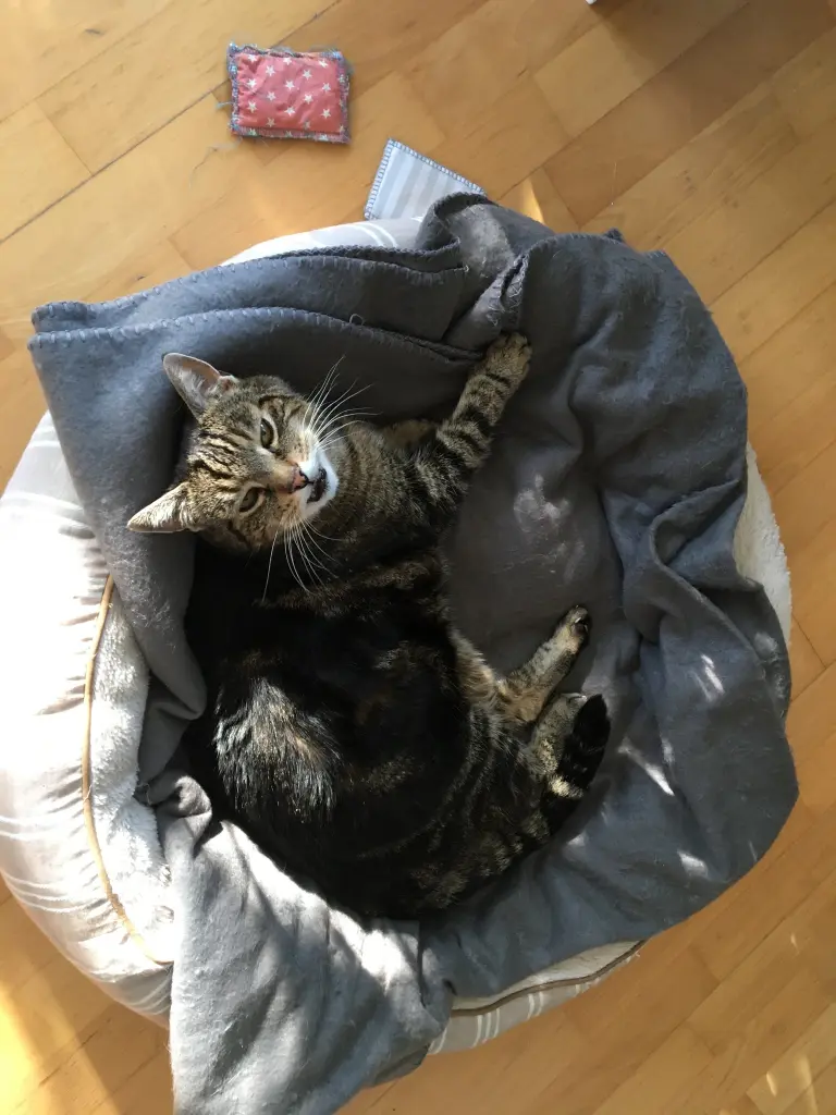 Image from Elmo