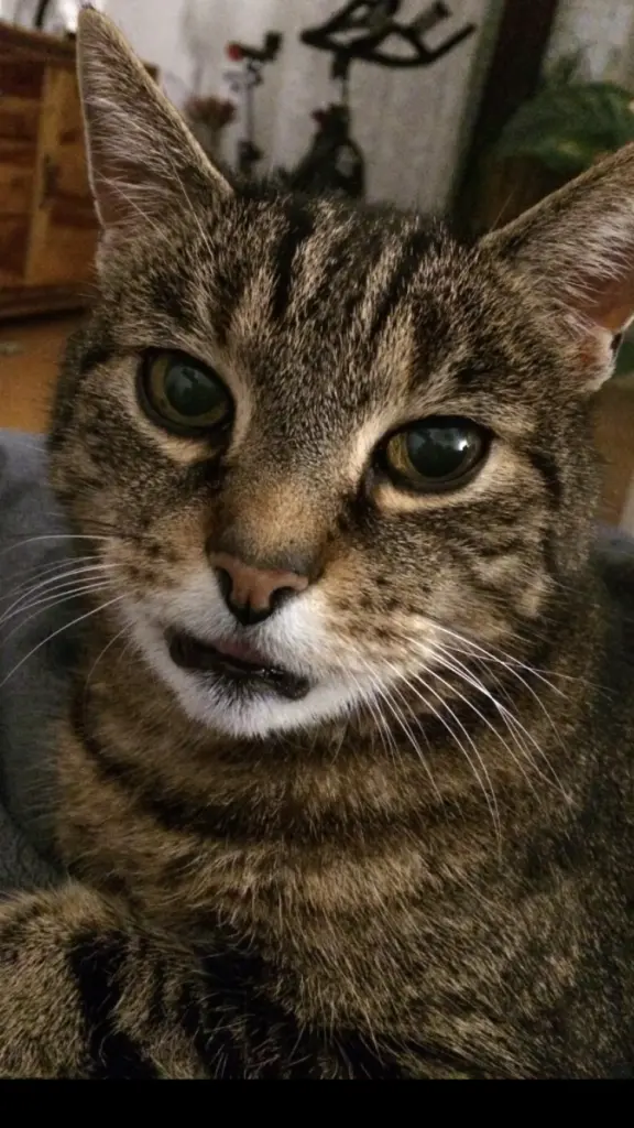 Image from Elmo