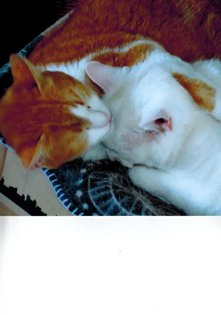 Image from Minta
