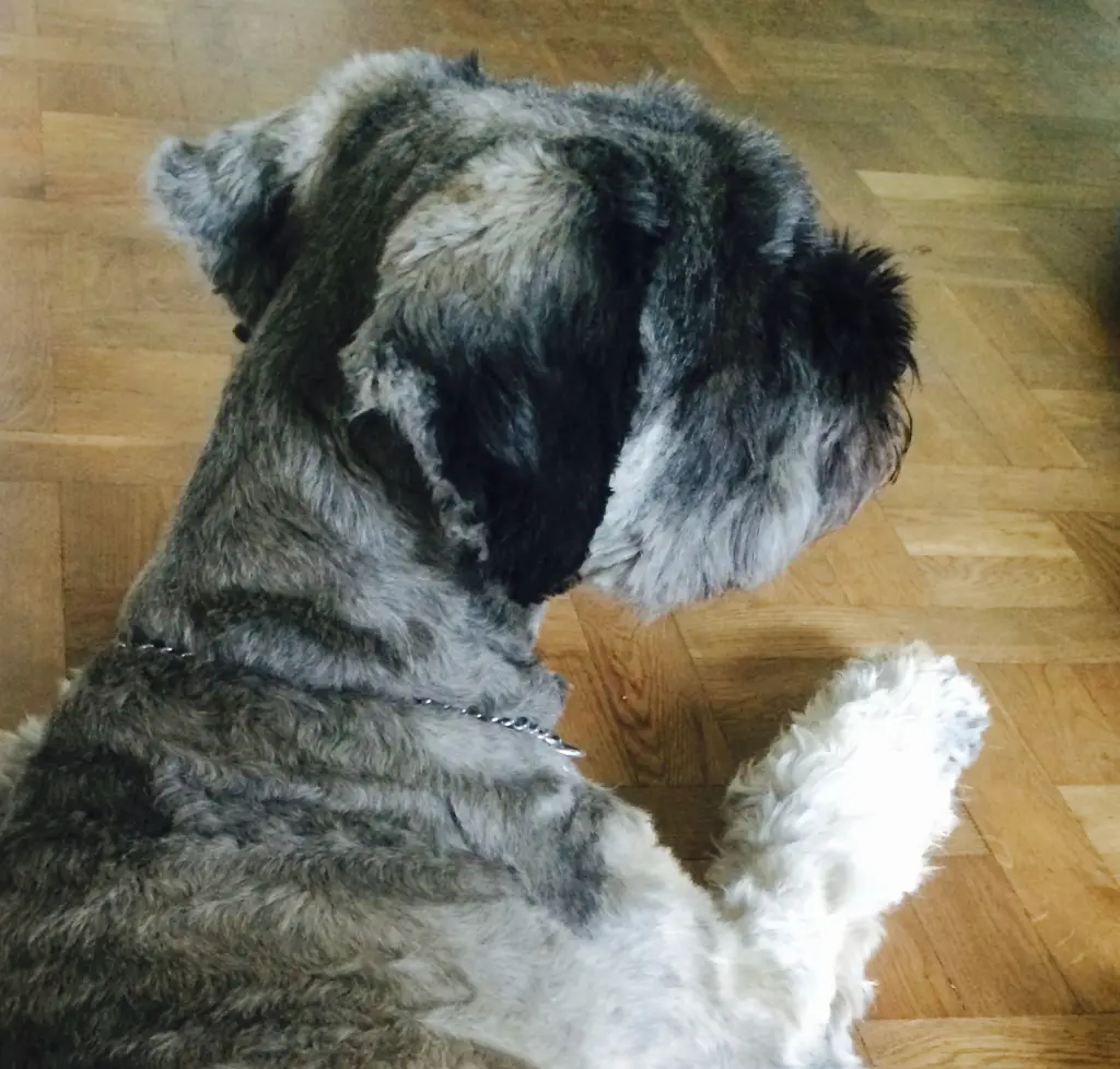 Image from Enzo