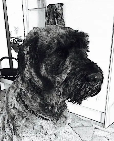 Image from Enzo