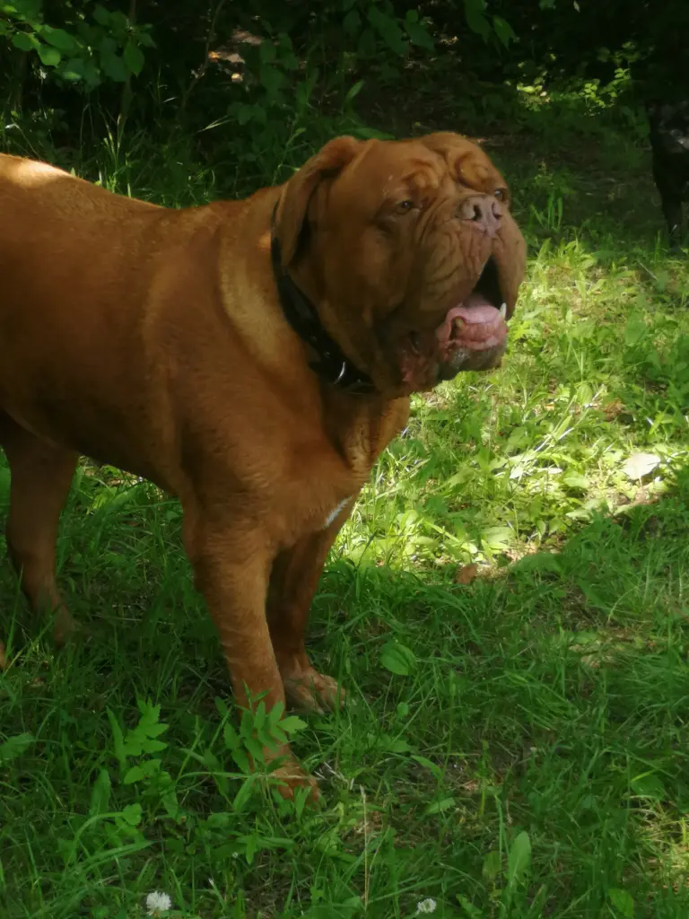 Image from Mausi