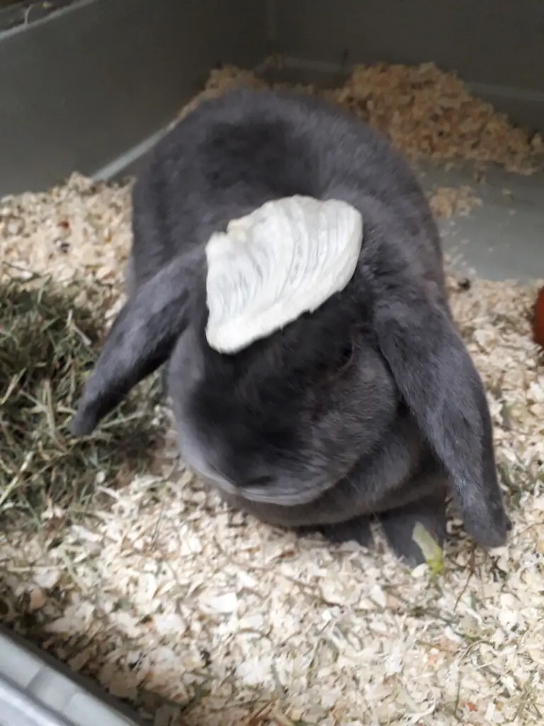 Condolence image of Sophie