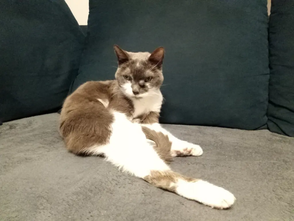 Bild von Kater Felix