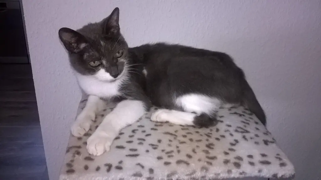 Bild von Kater Felix