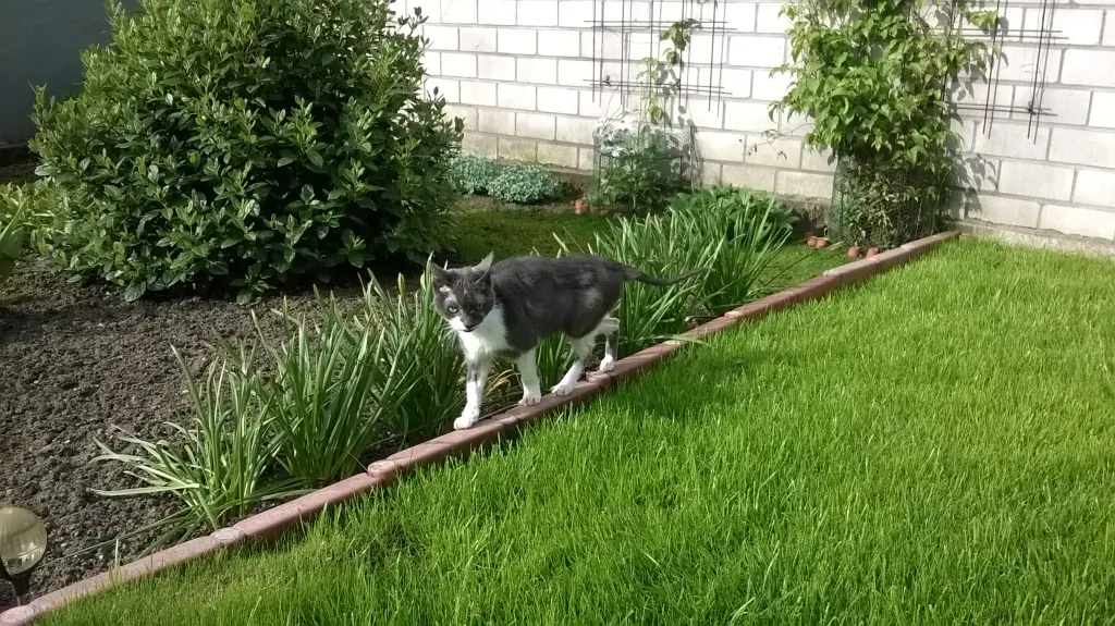 Bild von Kater Felix