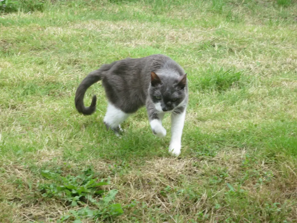 Bild von Kater Felix