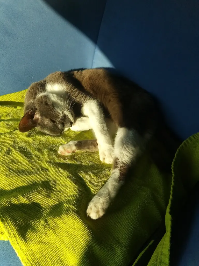 Bild von Kater Felix