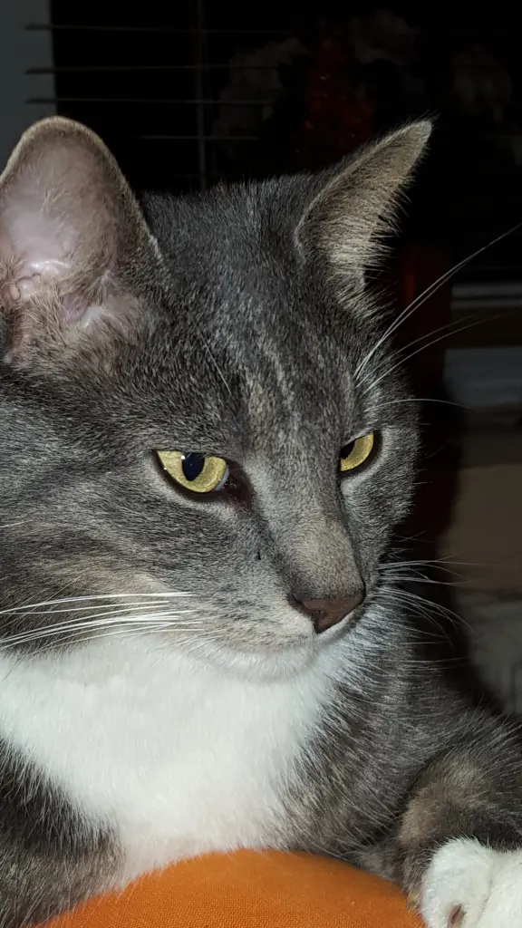 Bild von Leo